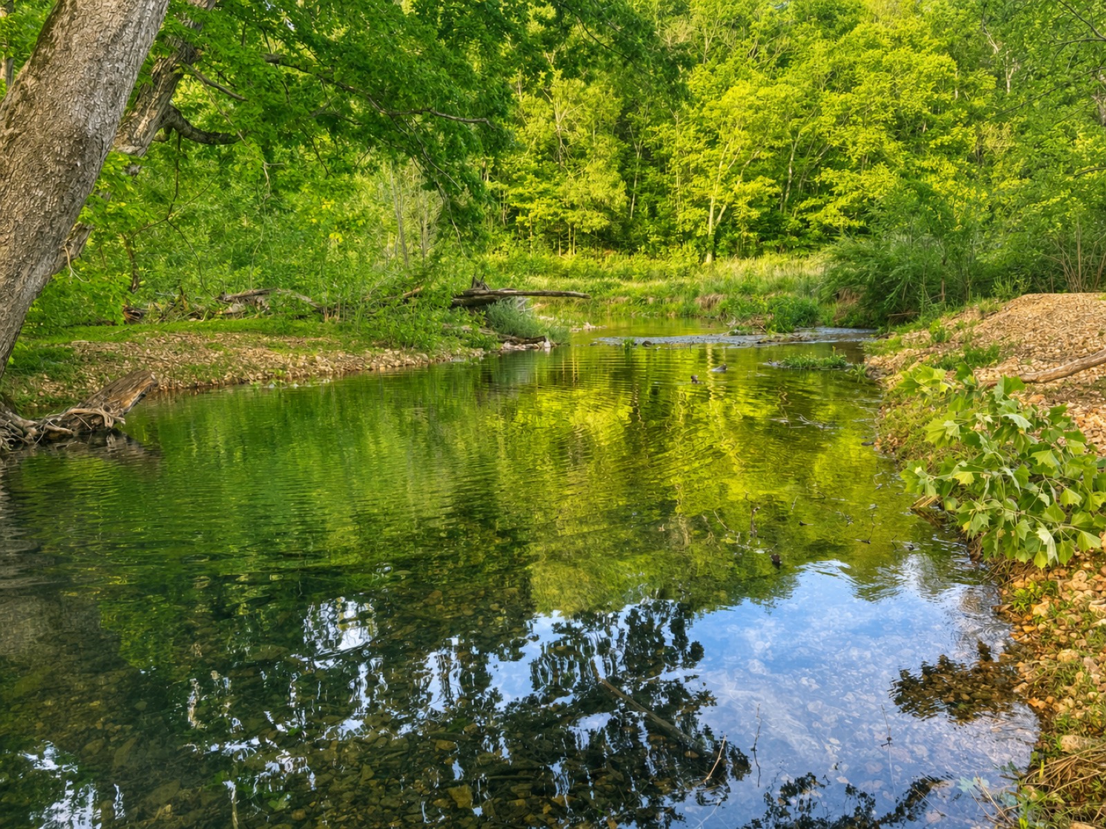 The creek at the end of Blackberry Trail